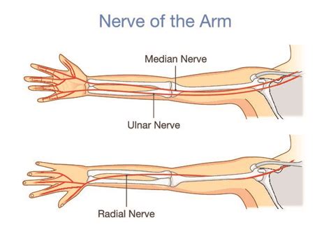 median nerve compression test at elbow|median nerve entrapment symptoms.